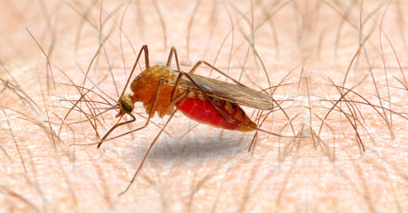 Anopheles mosquito - dangerous vehicle of infection.