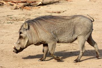 Phacochère commun (Phacochoerus africanus)