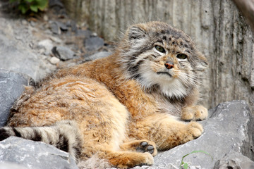 chat manul ou de Pallas ( Otocolobus manul )