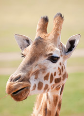 Naklejka premium african giraffe up close
