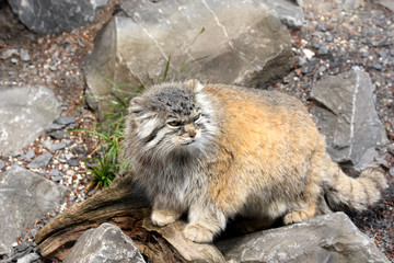 chat manul ou de Pallas ( Otocolobus manul )