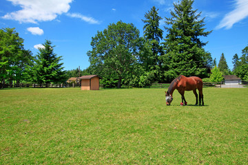 Fototapeta na wymiar Pasture on A horse ranch with a house and fence.