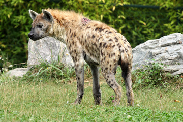 Hyène tachetée (Crocuta crocuta)