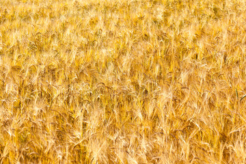 pattern of golden field