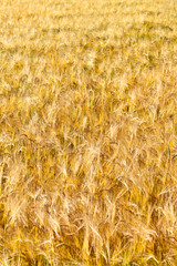 pattern of golden field