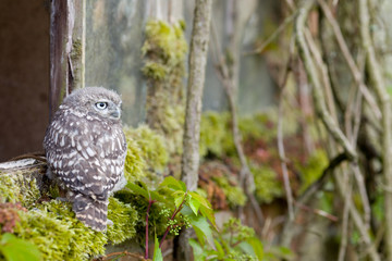 A Young Little Owl in its Natural Habitat