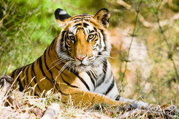 Naklejka premium Bengal tiger in Bandhavgargh Park, India