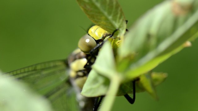 Libelle