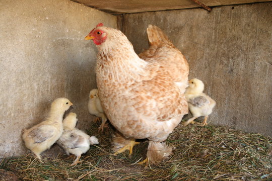 poule et poussins