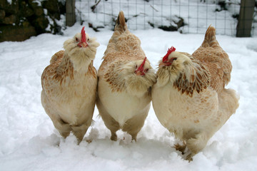 poule faverolle