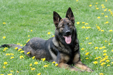 Berger allemand gris 7 mois