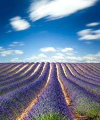Naklejka na ściany i meble Lavande Provence France / lavender field in Provence, France