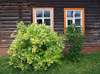 Fototapeta na wymiar flowering bush near wooden building
