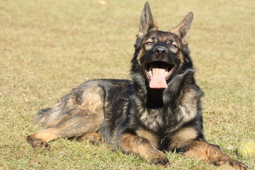 Berger allemand gris 5 mois