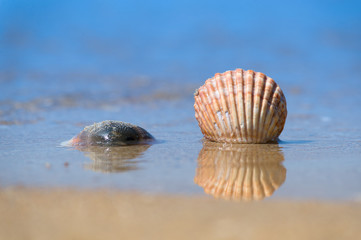 shell on sand