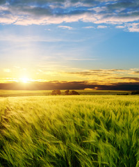 ear of green wheat under sunrays