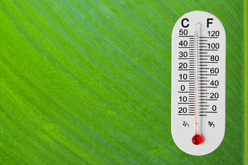 Thermometer on green leaf