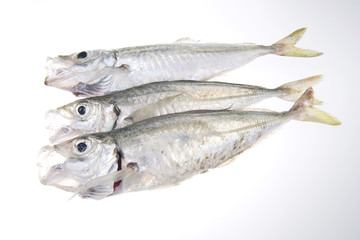 Pesce di pescheria