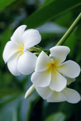 Obraz na płótnie Canvas flower five white petal