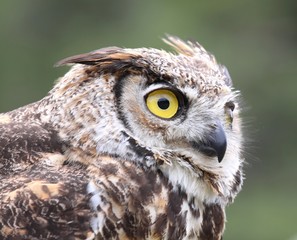 grand duc