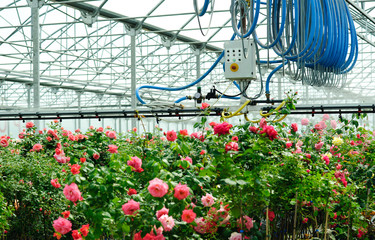 Watering flowers