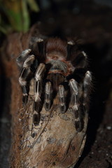 Vogelspinne Vitalius Christatus