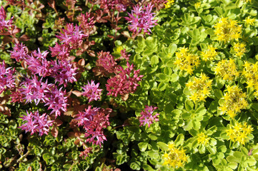 Sedum_6363