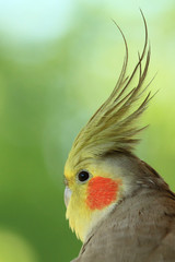 Nymphensittich im Portrait