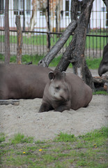 Южноамериканский тапир