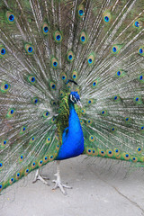 Naklejka premium Самец обыкновенного павлина с раскрытым «хвостом»