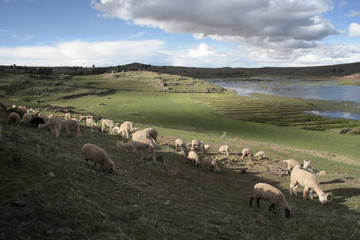 Fototapeta premium Chullpas inkas de sillustani,Peru