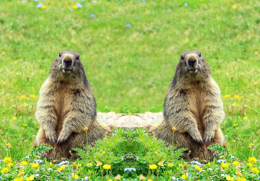 Sfondo marmotte