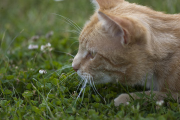 gelbe Hauskatze spielt - yellow cat playing