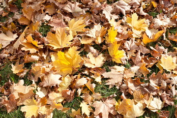 Autumn park