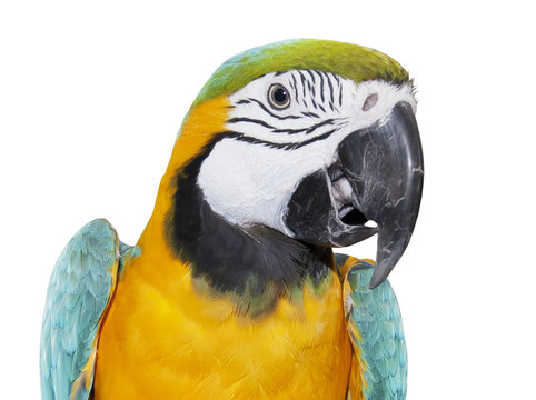 Blue-and-yellow Macaw over white background