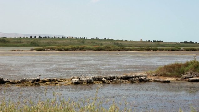 Cavalieri d'italia - Oasi di Vandicari - Sicily, Italy
