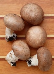 champignons de paris