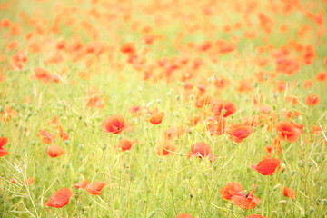 Field of wild poppy flowers.