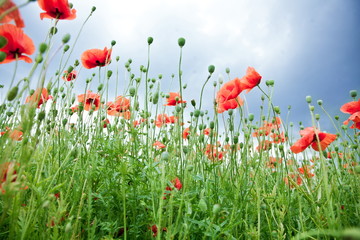 Field of wild poppy flowers.