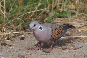 European Turtle dove and shotgun cartridges