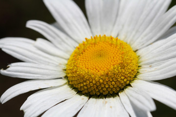 Fototapeta premium Close up of Oxeye Daisy (Chrysanthemum leucanthemum)