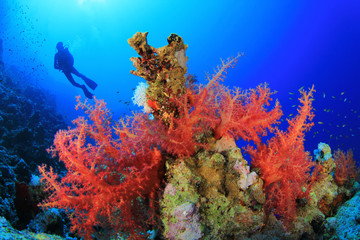 Scuba Diver dans une mer d& 39 un bleu clair au-dessus de la magnifique barrière de corail