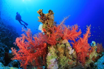 Papier Peint photo autocollant Plonger Scuba Diver dans une mer d& 39 un bleu clair au-dessus de la magnifique barrière de corail