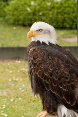 Close up portrait of bald eagle