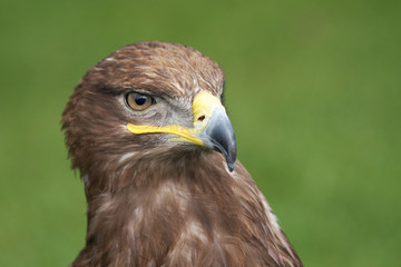 Close up brown falcon head portrait