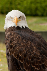 Close up of a bald eagle "Haliaeetus leucocephalus"