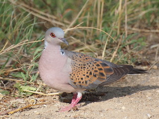 European Turtle dove, Streptopelia turtur