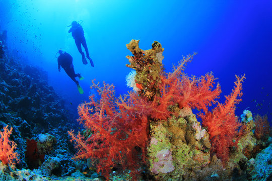 Scuba Divers in clear blue seas over beautiful Coral Reef