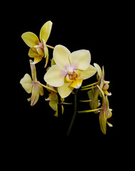 yellow orchid flowers on a black background