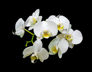 Naklejka na ściany i meble Kwiaty białe orchidee na czarnym tle